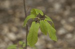 Mountain magnolia