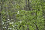 Mountain magnolia