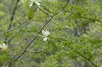 Mountain magnolia