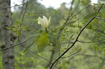 Mountain magnolia