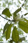 Mountain magnolia