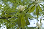 Mountain magnolia