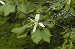 Mountain magnolia