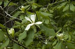 Mountain magnolia