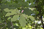 Umbrella tree