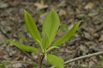 Umbrella tree