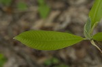 Umbrella tree