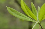 Umbrella tree