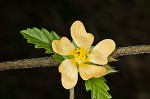 Threelobe false mallow