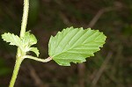 Threelobe false mallow