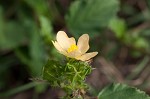 Threelobe false mallow