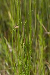 Grassleaf Barbara's buttons