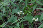 Baldwyn's milkvine