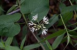 Baldwyn's milkvine