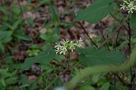 Baldwyn's milkvine