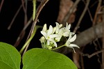 Baldwyn's milkvine