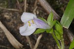 Japanese mazus