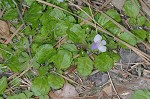 Japanese mazus