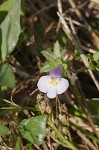 Japanese mazus