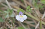 Japanese mazus