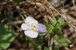 Japanese mazus