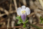 Japanese mazus