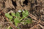 Japanese mazus