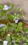 Japanese mazus