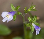 Japanese mazus