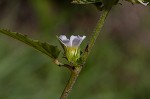 Chocolateweed