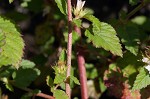 Chocolateweed