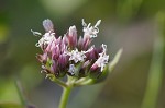 Climbing hempvine