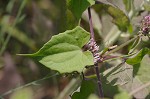 Climbing hempvine