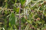 Climbing hempvine