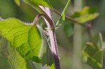 Climbing hempvine