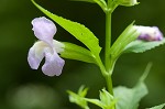 Sharpwing monkeyflower