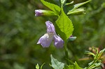 Sharpwing monkeyflower