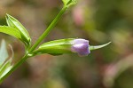 Sharpwing monkeyflower