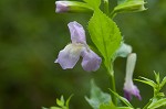 Sharpwing monkeyflower