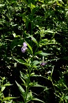 Sharpwing monkeyflower