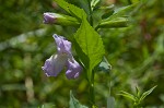 Sharpwing monkeyflower