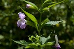 Sharpwing monkeyflower