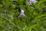 Sharpwing monkeyflower