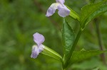 Sharpwing monkeyflower