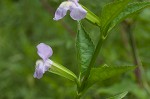 Sharpwing monkeyflower