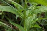 Sharpwing monkeyflower