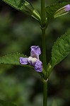 Sharpwing monkeyflower