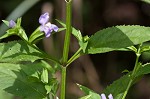 Sharpwing monkeyflower