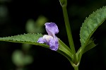 Sharpwing monkeyflower