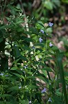 Sharpwing monkeyflower